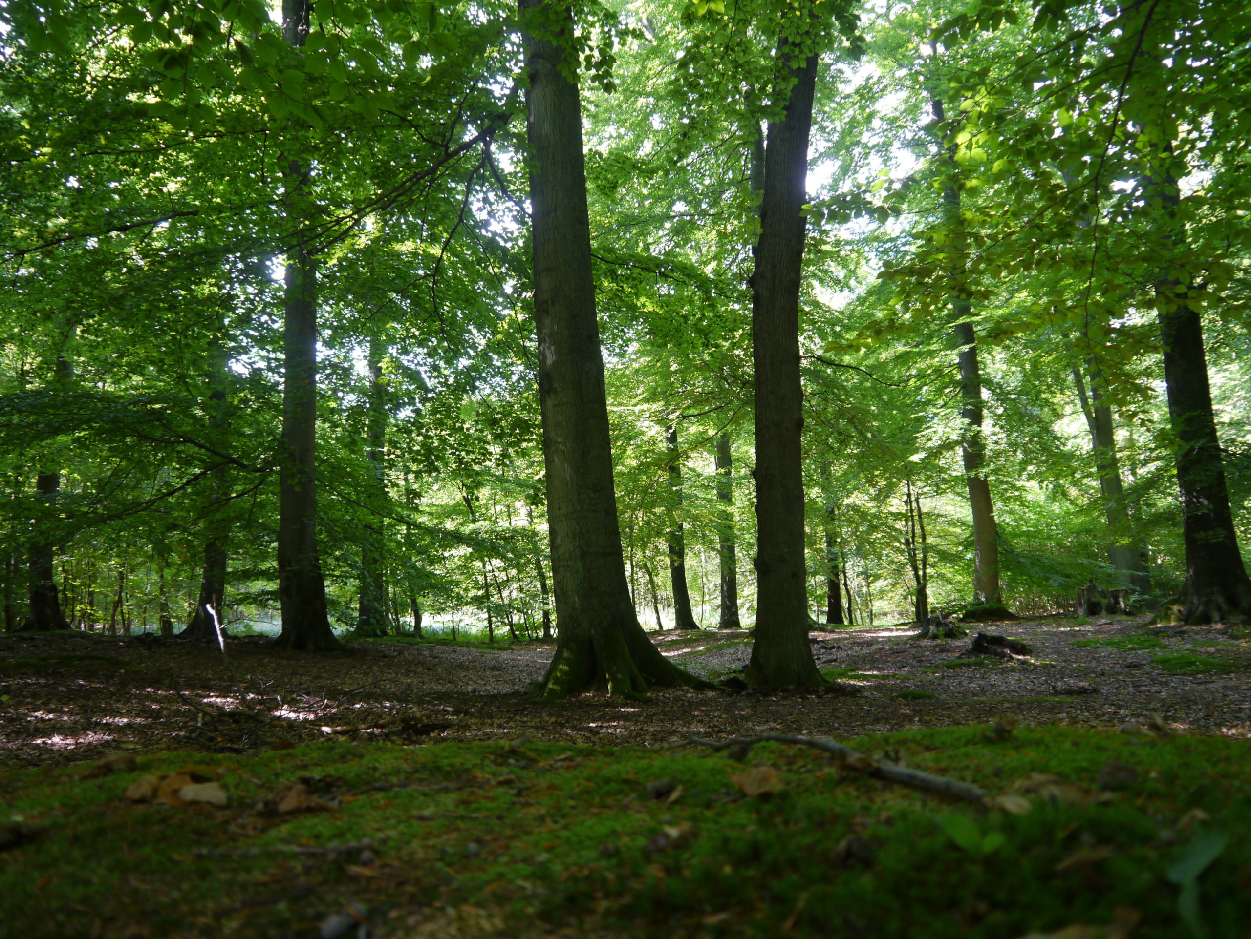 Links der Straße offener Wald...