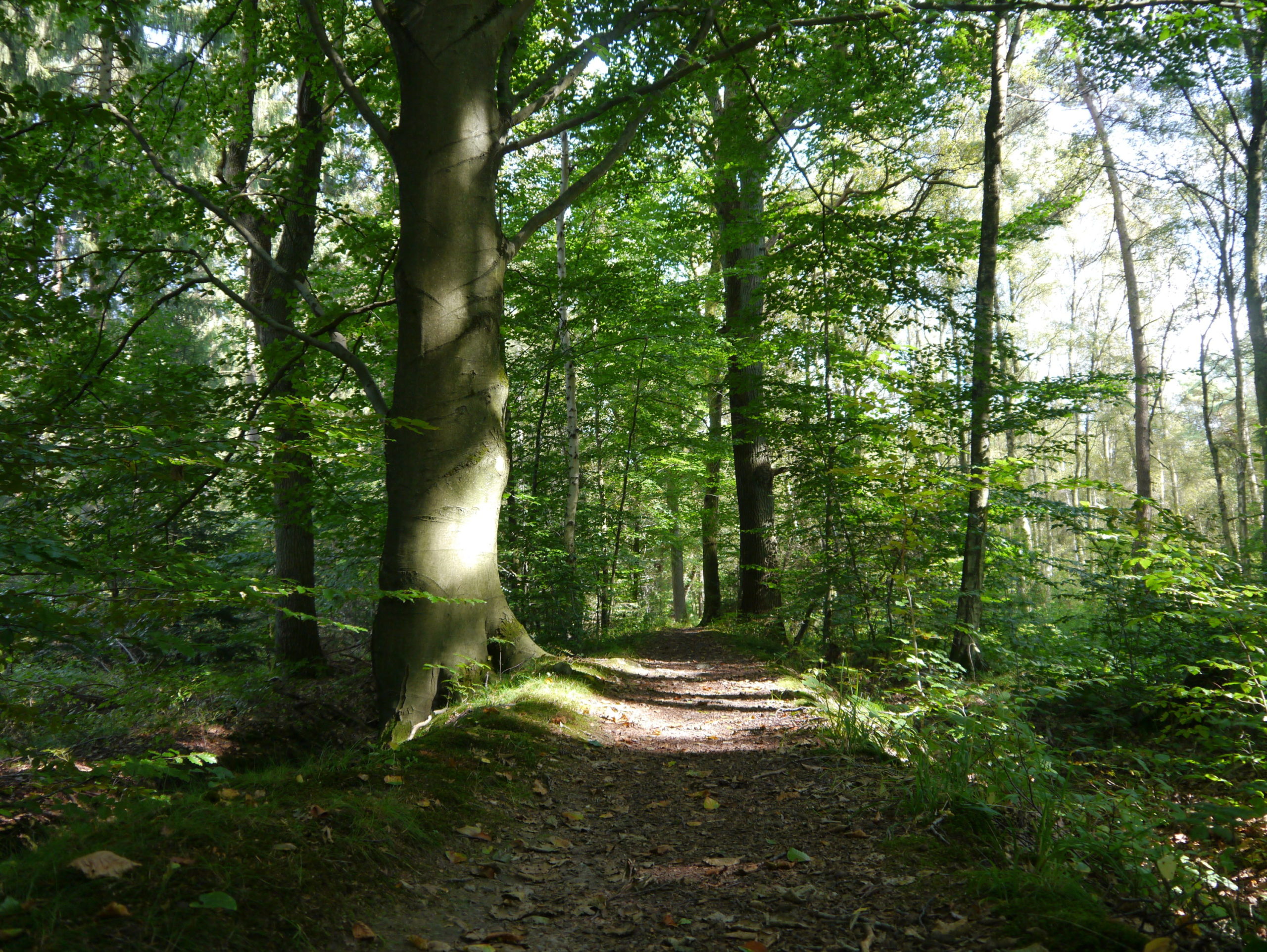 ...wird zum Deich im Wald