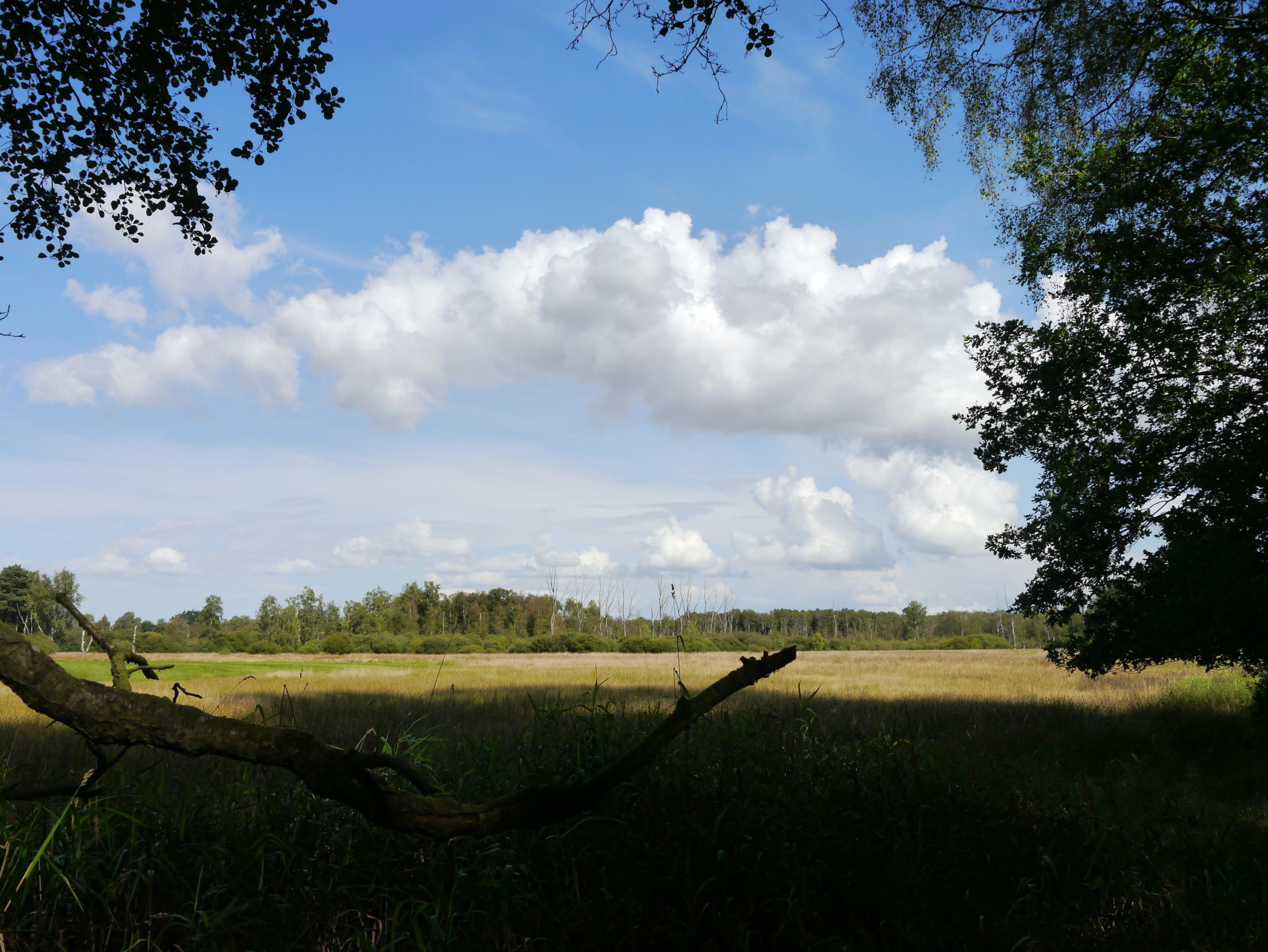Blick vom sehr morastigen Weg durchs Marschland