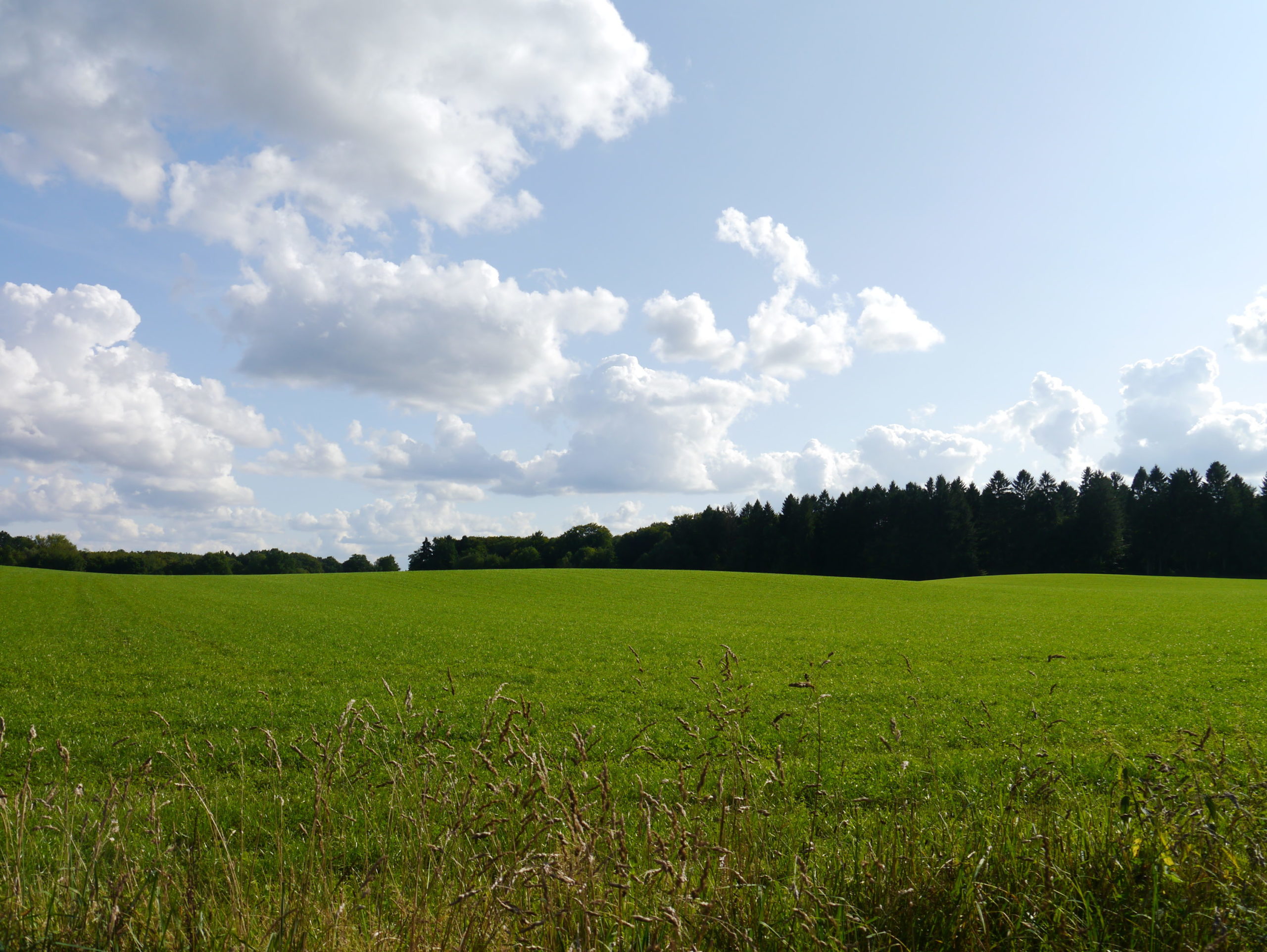 ...und saftig grün.