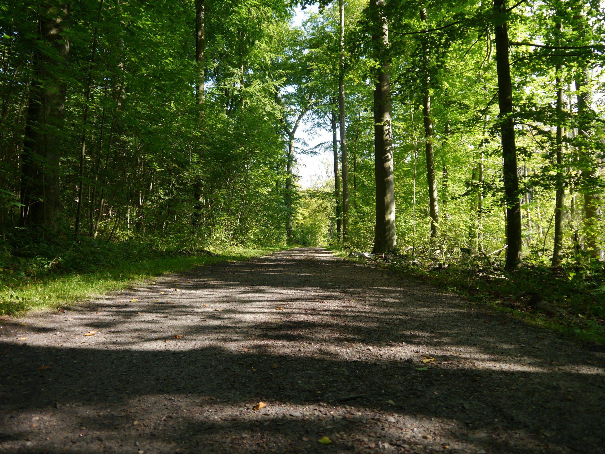 Gepflegte Waldwege vor und nach dem Friedhof