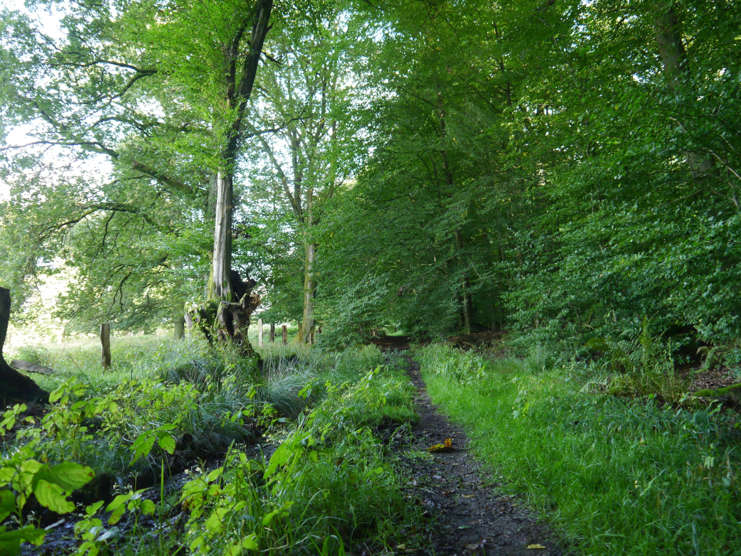 Es wird matschig am Waldrand