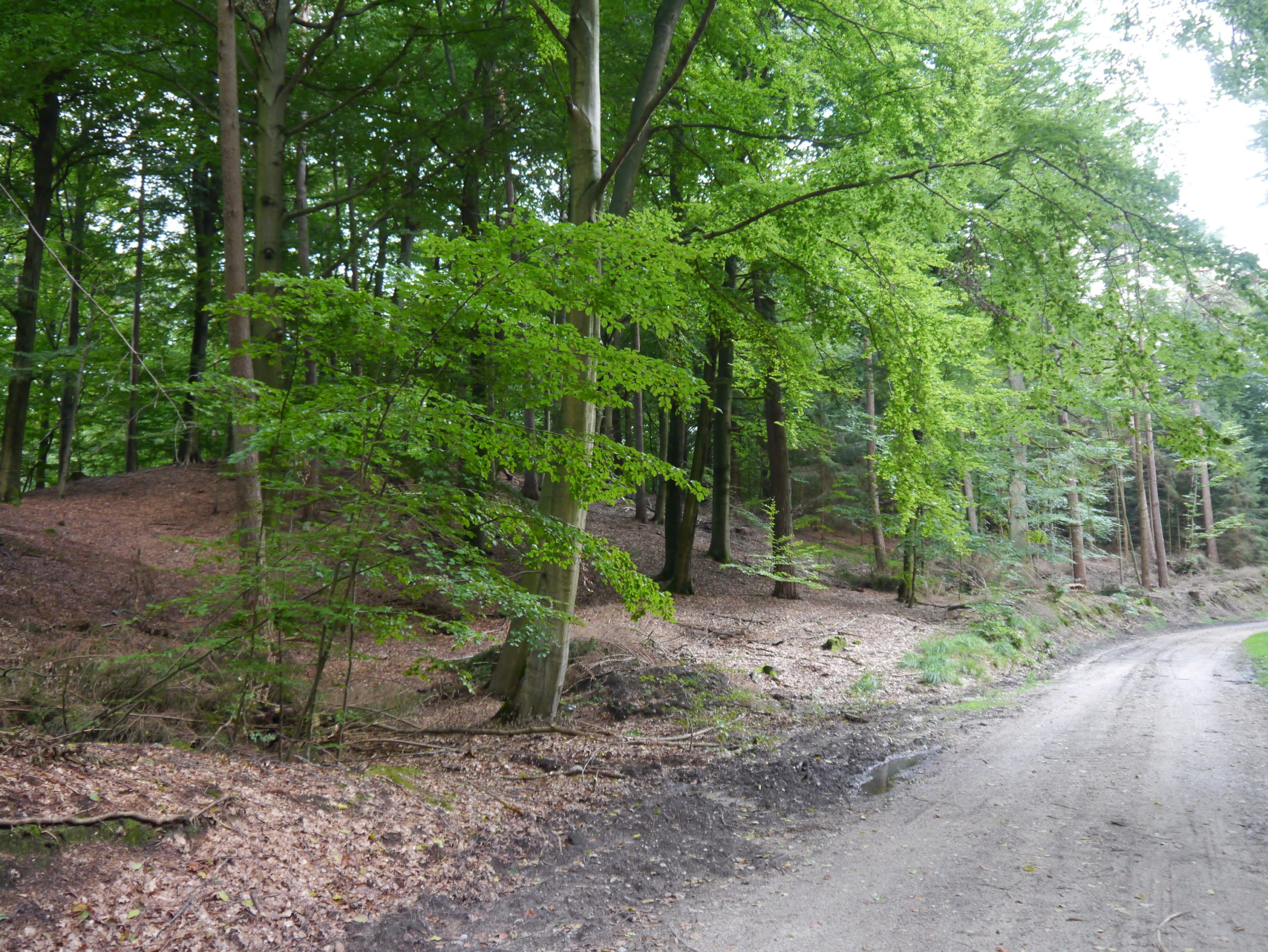 Laubwald - dem Namen alle Ehre gemacht