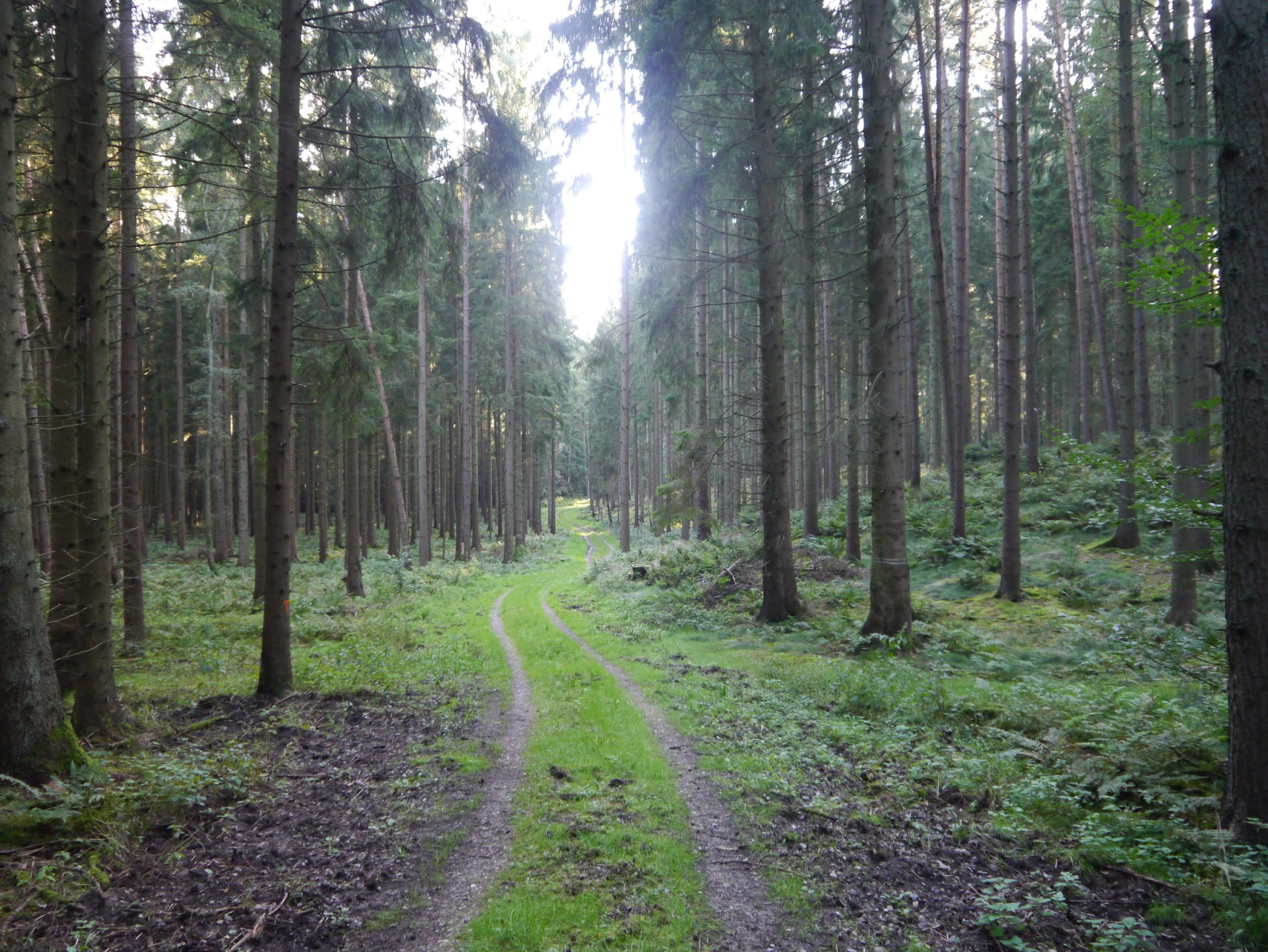 Wirtschaftsweg durch den Buchenwald