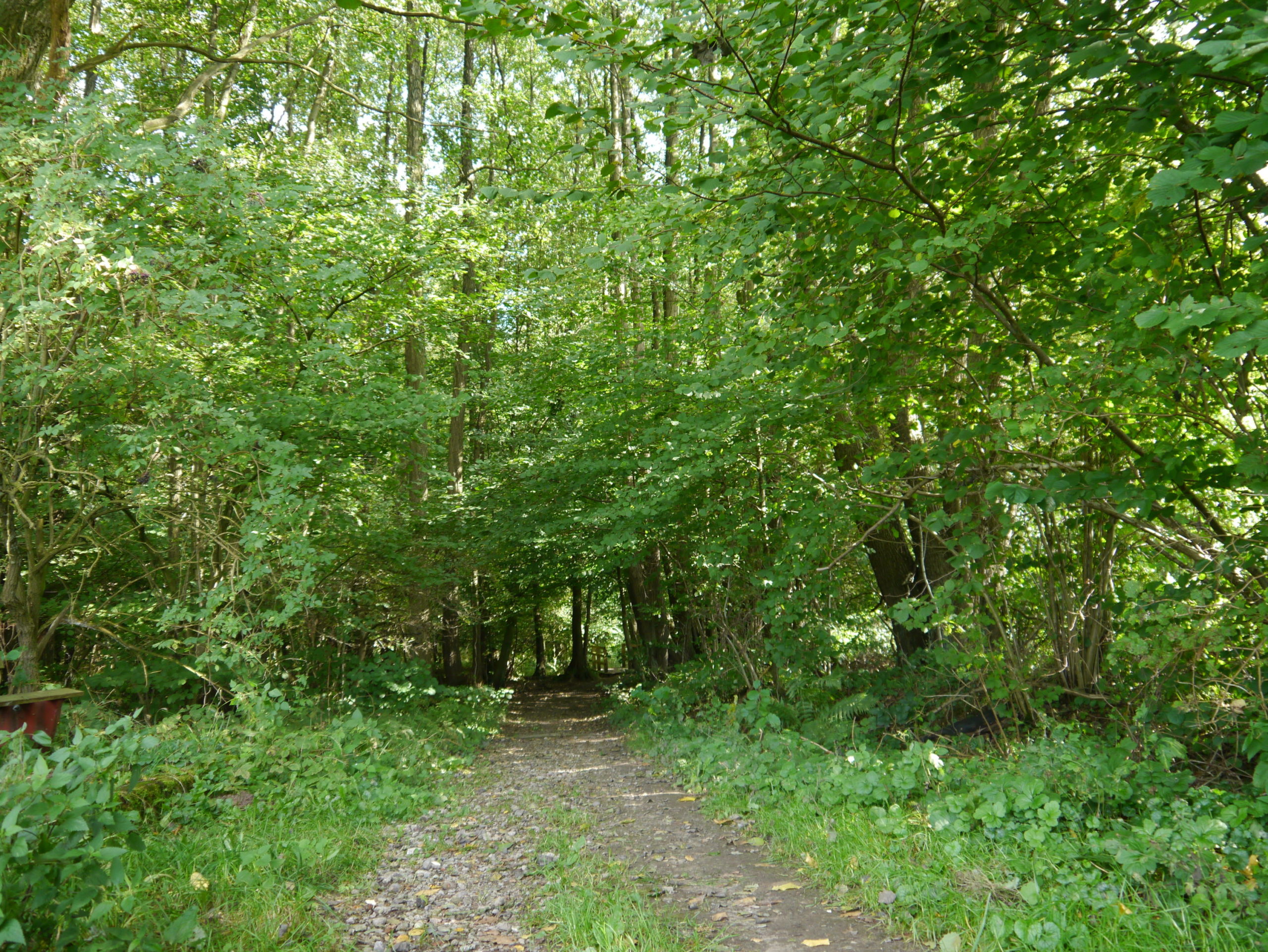 Wieder hinein in den Wald